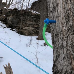 Steep hill with maple tubing